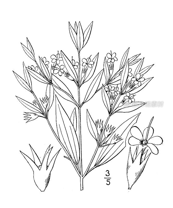 古植物学植物插图:brachiatus Isanthus, pennyroyal